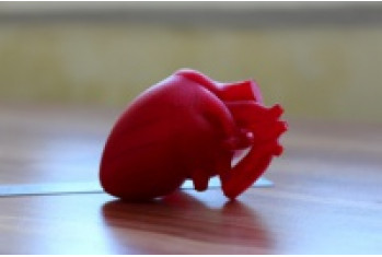 Макет сердца из PLA пластика